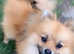 Last boy Pomeranian