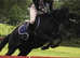 13.2hh BRP gelding