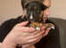 5 Beautiful pups for sale