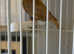 hen redpoll