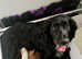 *Only 1 boy left*  working cocker spaniel puppy