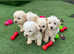 F1 goldendoodle puppies 6 girls