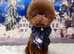 Asian toy poodle 5 month old boy
