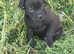 Cane corso pups