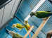 Conures Glasgow