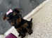 4 beautiful mini Yorkshire terrier girls