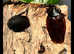 Cuban Burrowing Cockroaches - (Byrsotria fumigata) x 1 breeding pair