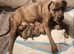 Cane Corso puppies