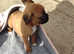 4 girs boxer