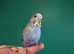 Hand reared silly tame baby budgie for reservation
