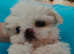Stunning pure white extremely small kc reg baby boy/girl