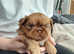 KC registered Imperial Shih Tzus looking for their forever homes