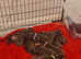 Adorable KC Blue Great Dane puppies! READY NOW!