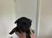 6 Jug puppies ready in 5 weeks for there forever homes.