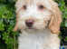 Miniature/Medium Size Goldendoodle Puppies