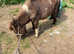 Lovely shetland Gelding