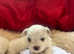Pedigree Maltase puppies