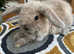 4 beautiful female rabbits