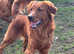 Extensively health tested puppies rare border collie x golden retriever