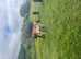 Dun p/b NF foals available at weaning