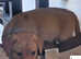 Fox Red Labradors looking for their forever homes
