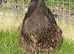 Pure breed lf Orpington chicks