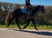 14.3h 2020 sweet genuine Connemara gelding