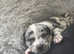 Staff x American bully