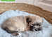 Lhasa Apso puppies pure bred