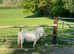 SPSBS registered mini Shetland fillies.