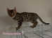 3 Snow bengal x savannah kittens and 1 Pedigree bengal kitten.