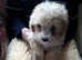Very pretty apricot and white cavapoochon puppies  for sale