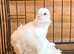 RARE WHITE CHINESE OWL PIGEONS
