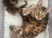 Brown Spotted Bengal Kitten Girl - Vaccinated + Microchipped - TICA Parents