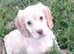 Cocker spaniel puppies