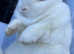 Holland lop eared white rabbit