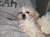 6 month old lasapoo girl for sale