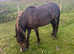 3 Year Old 11.2hh Welsh Partbred Filly