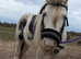 Stunning 12.2hh miniature cob gelding
