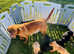 Kc registered Labrador puppies