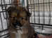 pomchi puppies