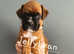 A beutiful KC registered  Litter of BOXERS