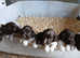 Gorgeous litter of ESS puppies