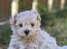 Maltipoo Puppies