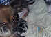 5 pomchis beautiful specimens #can meet mum and dad #