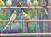 Cockatiels
