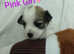 Beautiful Morkie Puppies * 3 Left *