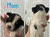 Yorkshire Biewer Terrier