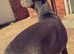 Staffy/greyhound