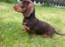 Miniature Dachshund Boy